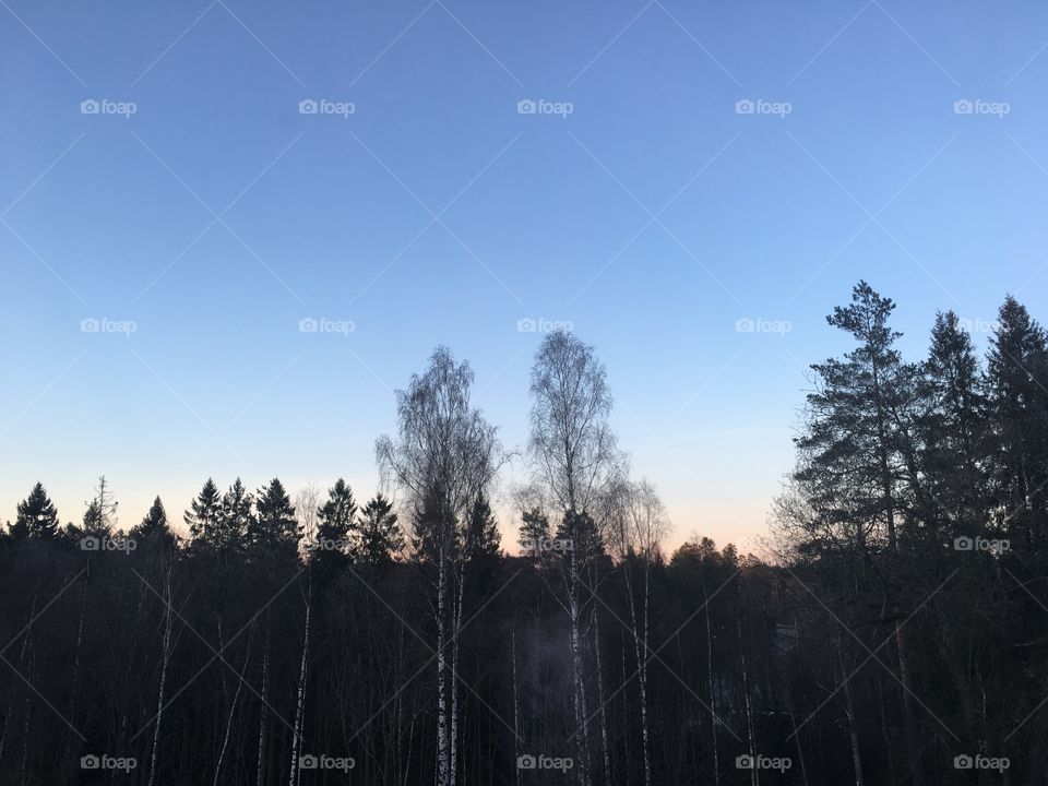 Sunset over the trees at early spring in the forest