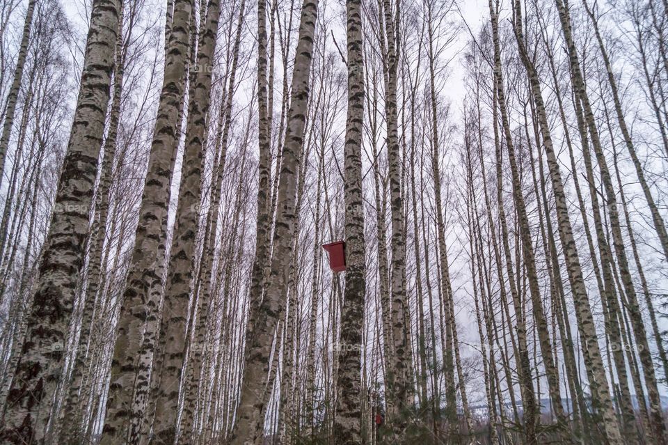 Birch forest, Norway 