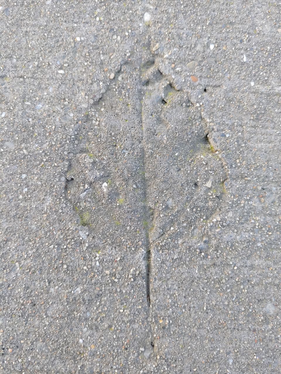 Print of a leaf in stone
