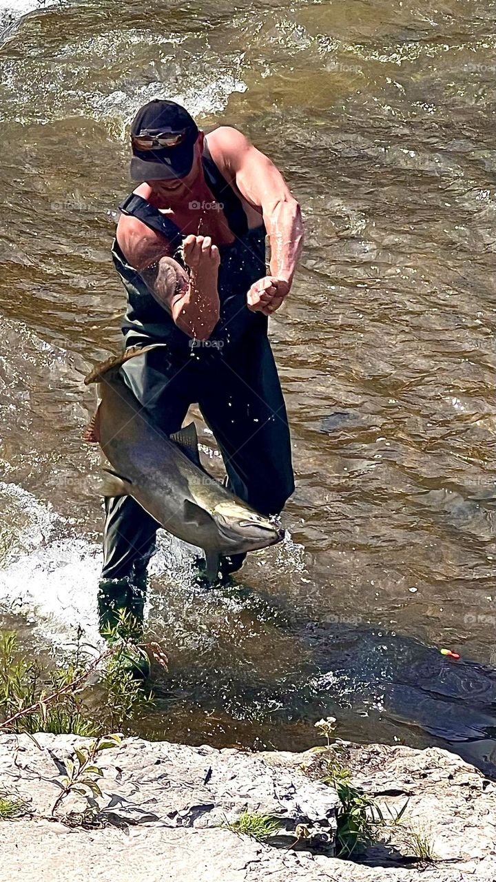 Catch the salmon in the town river