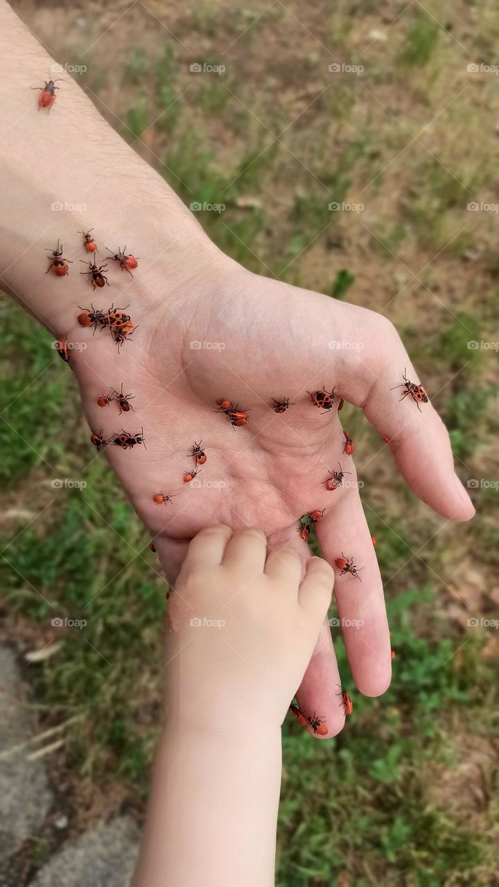 hands and beetles