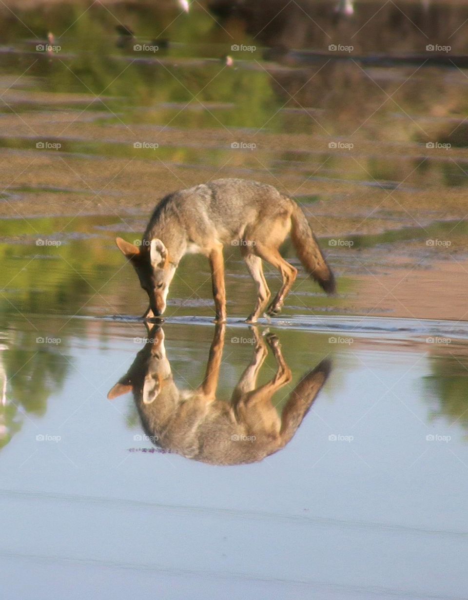 Coyote Reflections in the Water
