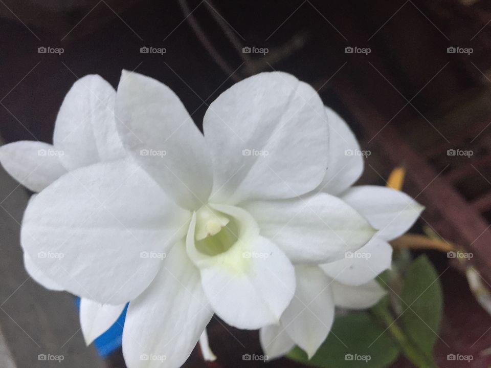 White orchid in garden 