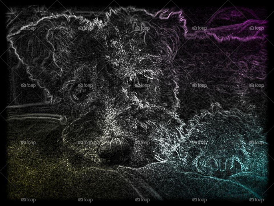 Mr P a Bichon Frise Cross Jack Russell portrait converted to a wireframe picture