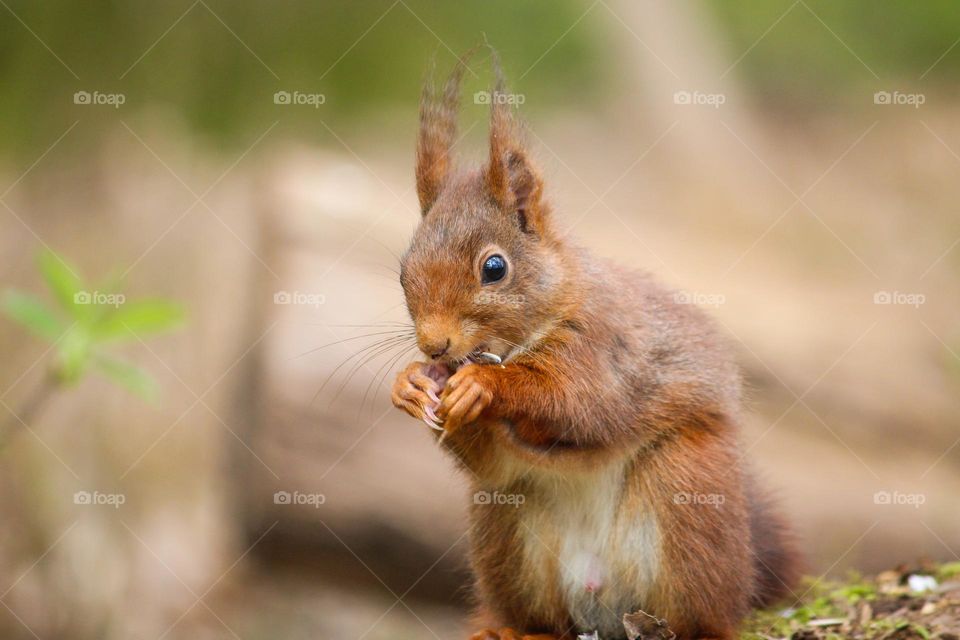 Red squirrel eating a nut close up portrait
