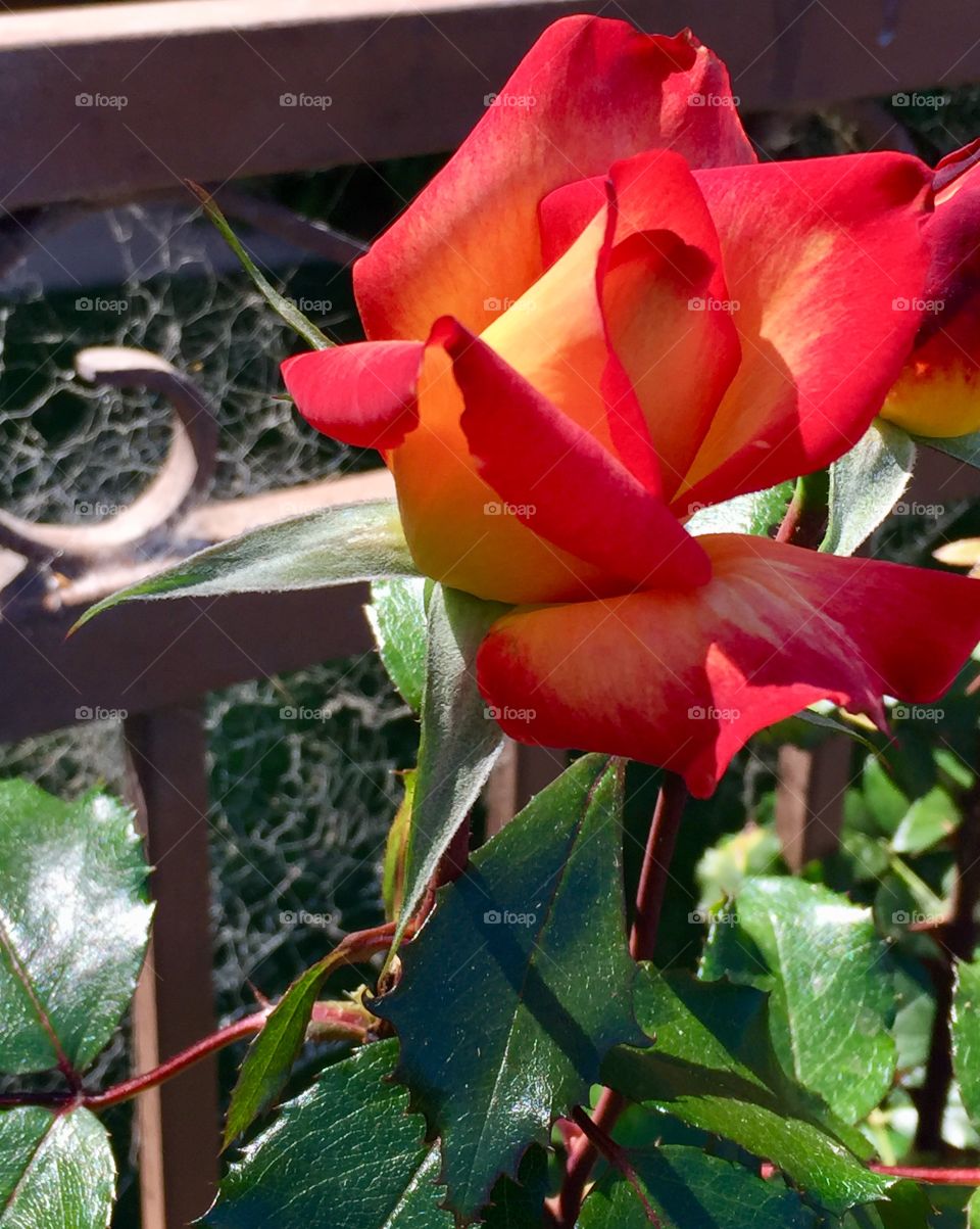 Neighbor’s Roses 1