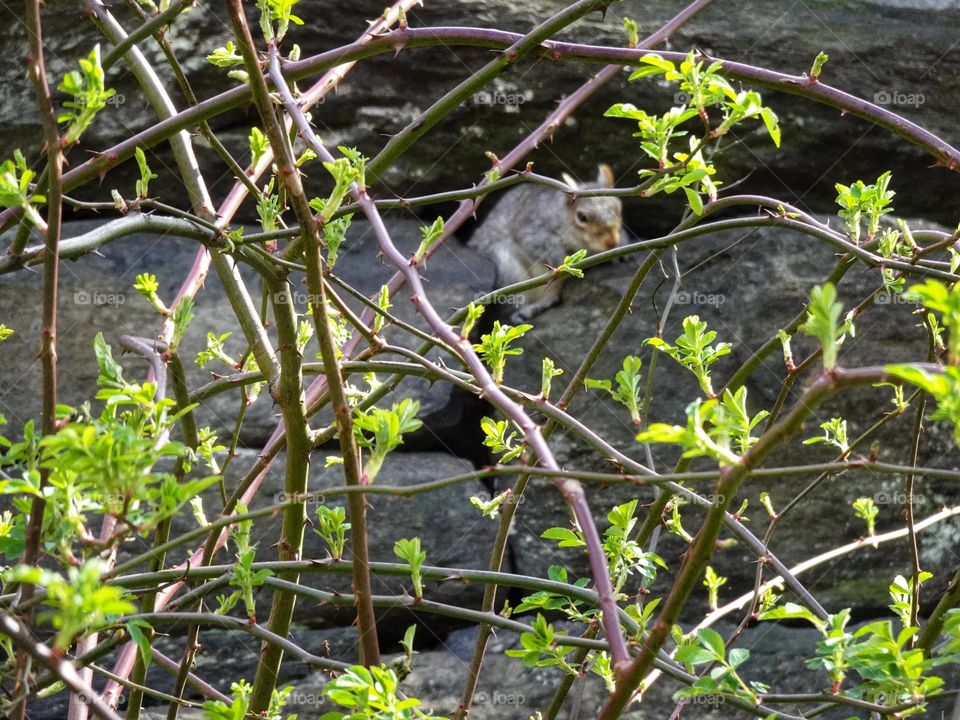 Squirrel coming out from the rocks