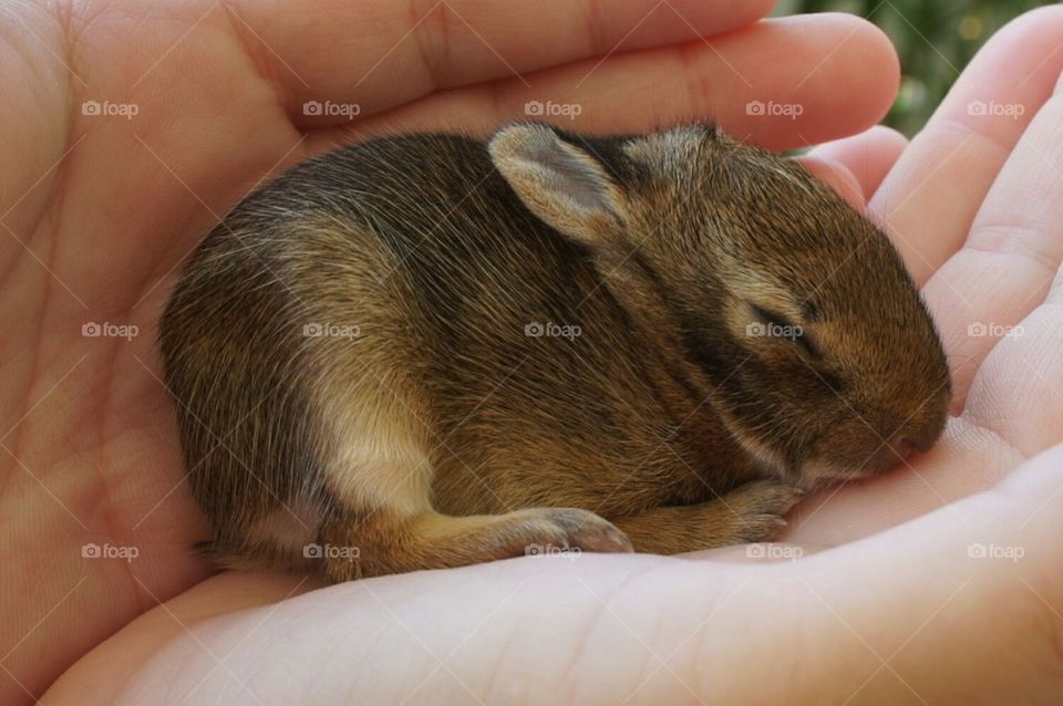 Tiny bunny