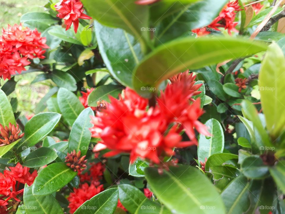 beautiful red flowers in the garden