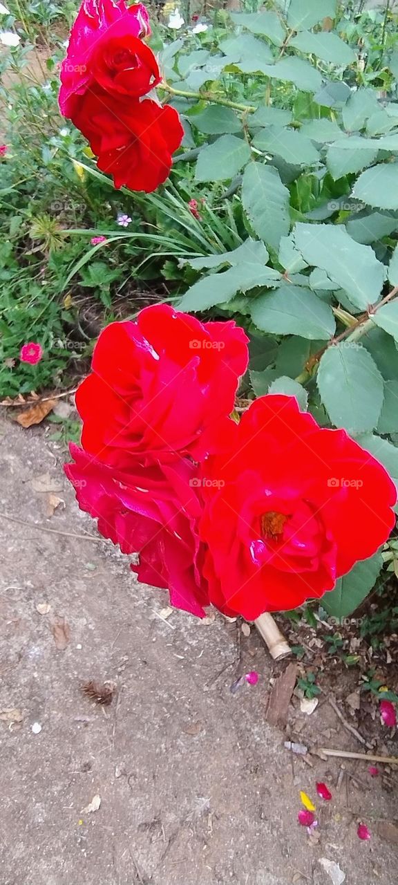 Wonderful flowers of Nature