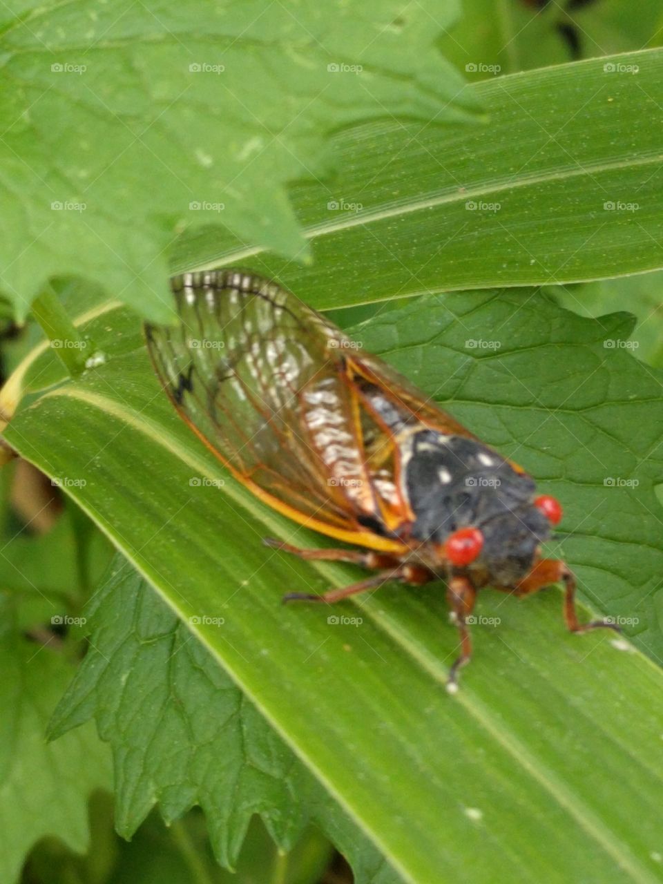 Maryland 2017 cicada