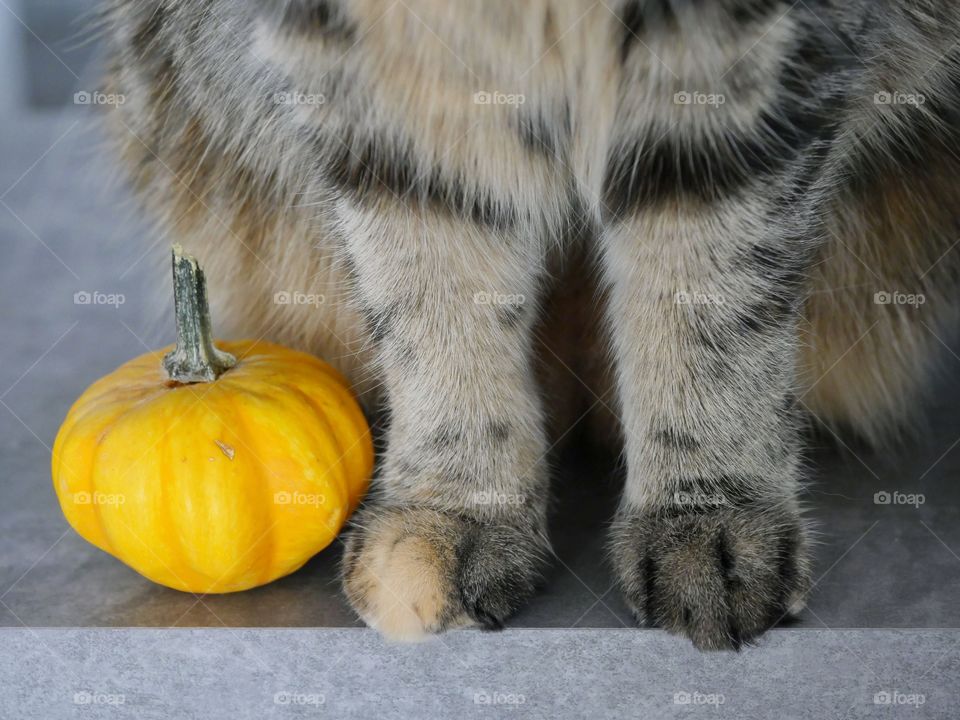 Pumpkin and paws