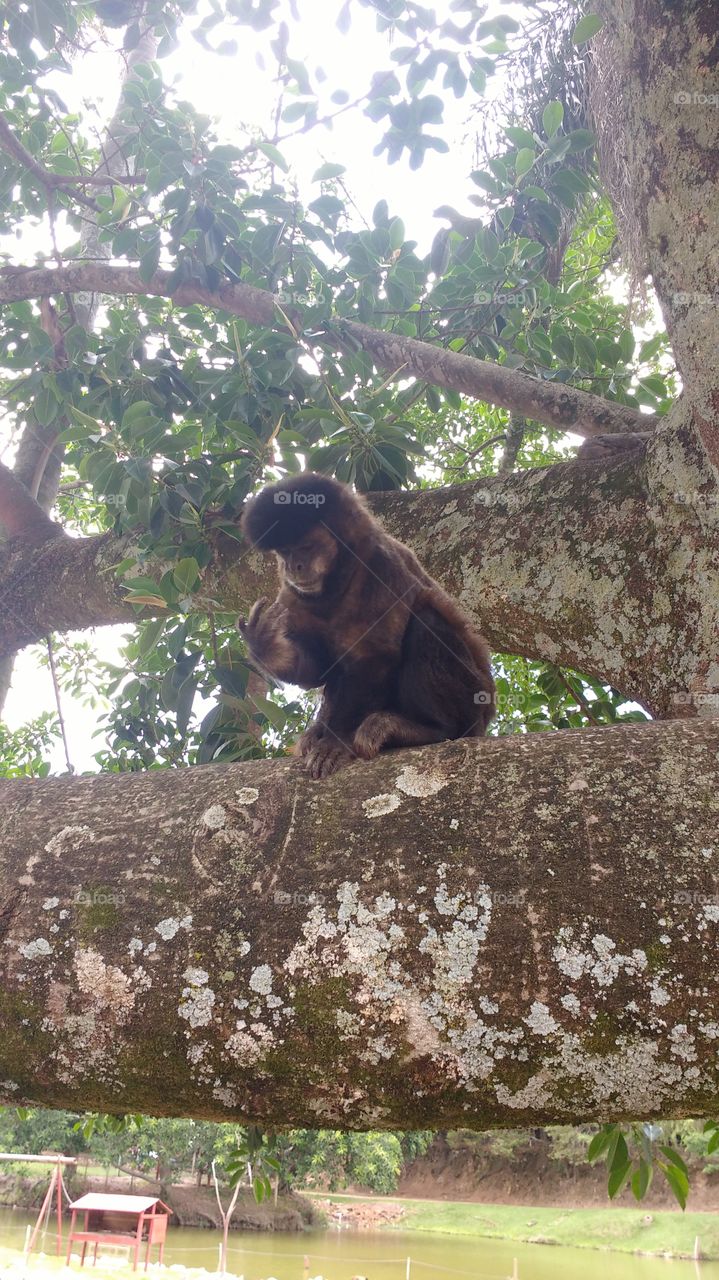 macaco Chico