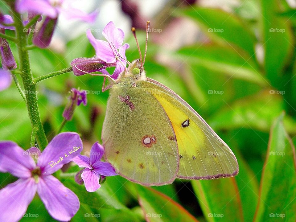 Pretty butterfly 