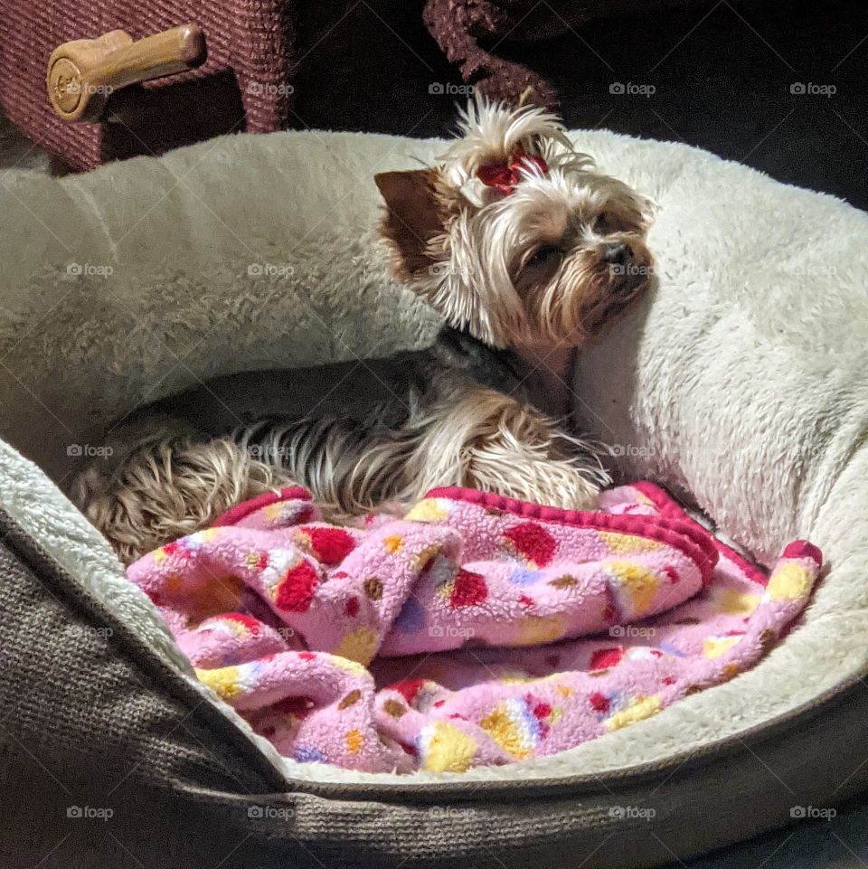 sleeping Yorkshire terrier