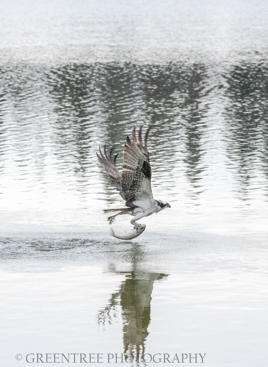 An Osprey dove out of the tree line to capture a fish. 