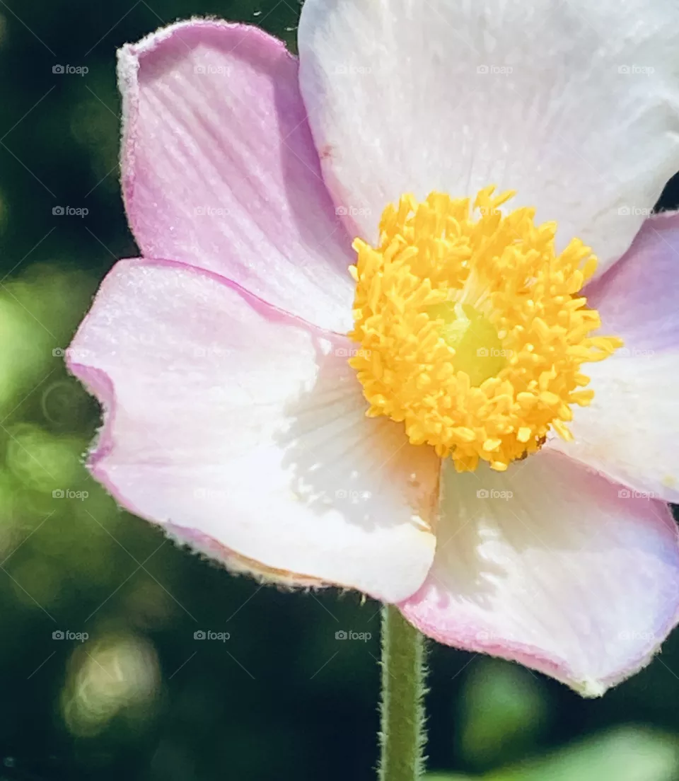 Pastel pink flower 
