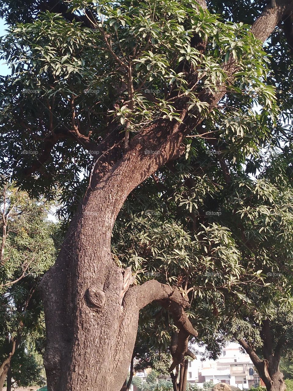 tree of mango