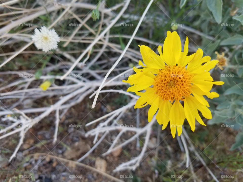 Yellow desert flower