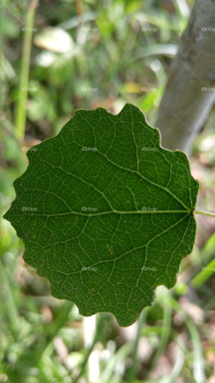 A beautiful aspen leaf in forest against the sun. Closeup photo.