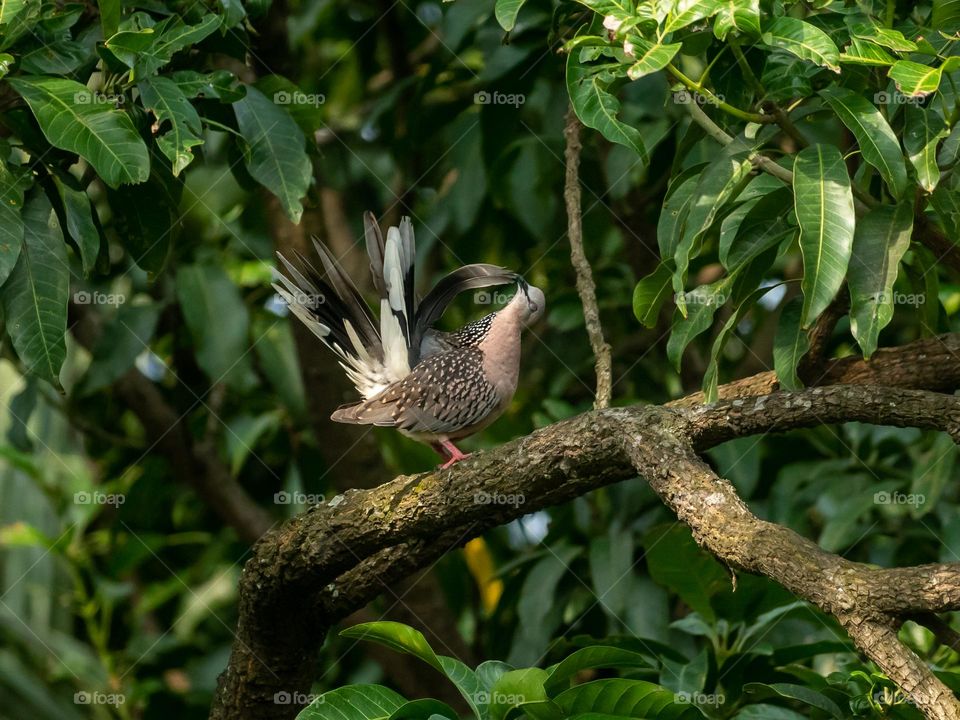 Beautiful dove playing with feather