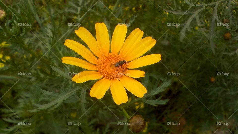 Yellow wild spring flower with vibrant
petals around pollen center in garden
in closeup#insect