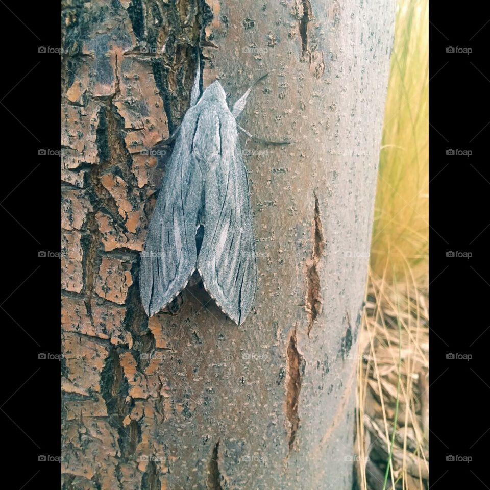moth on tree