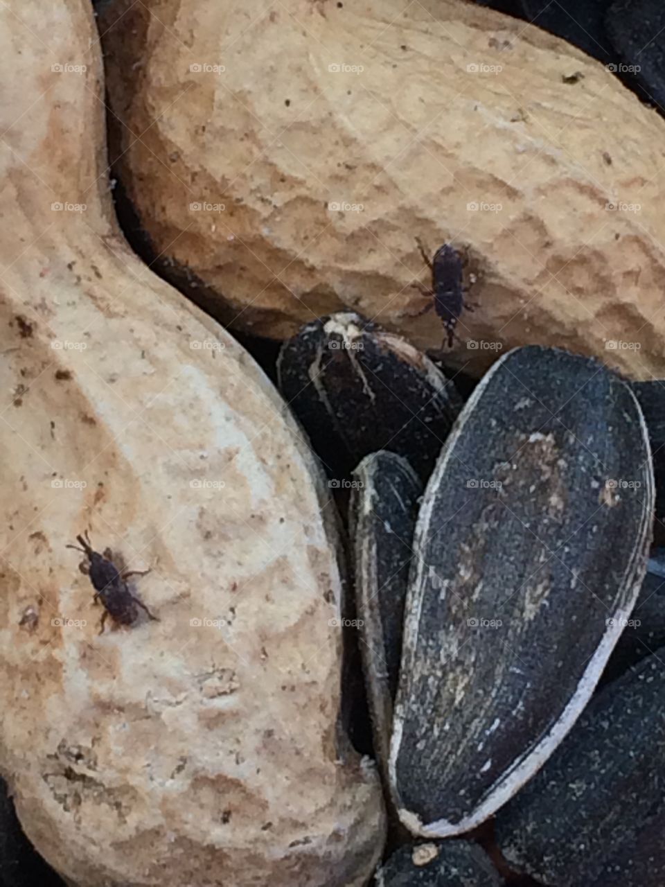 Boll Weevils, Peanuts and Sunflower Seeds