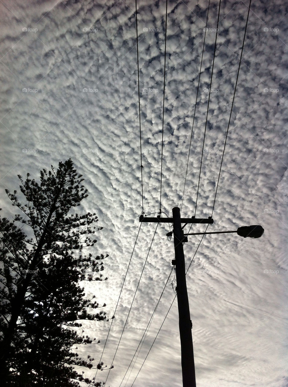tree clouds australia telephone by chezzywa