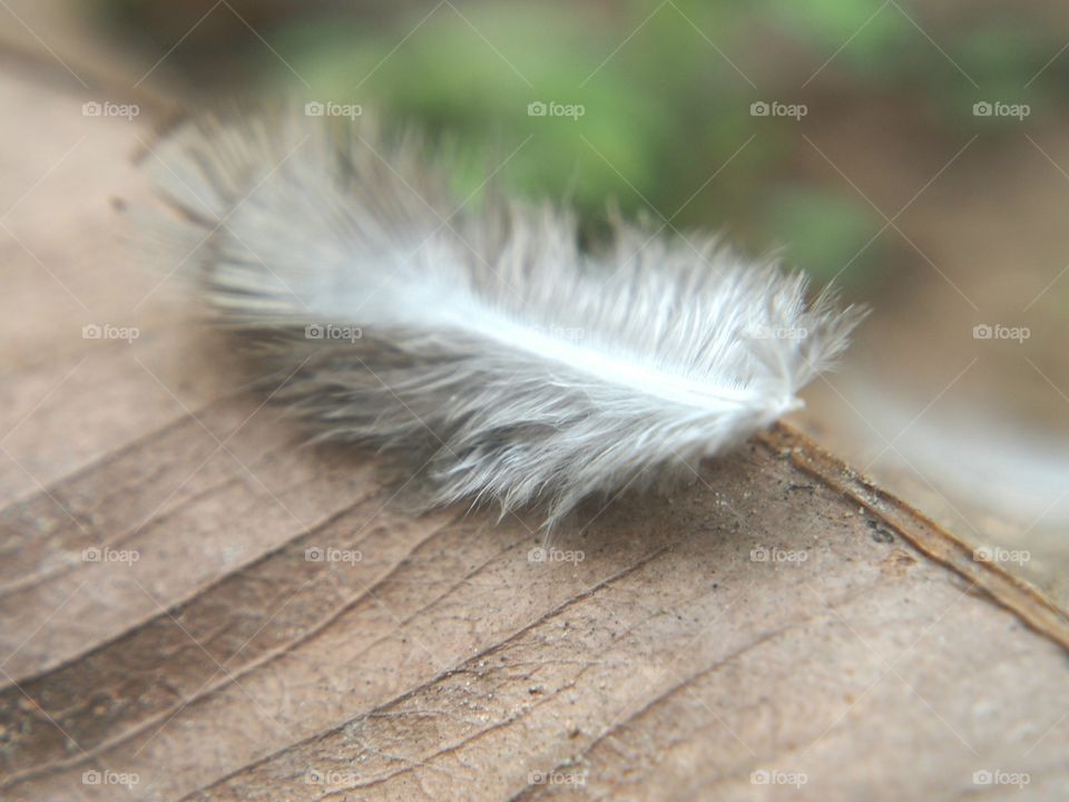 Feather on dry leaf