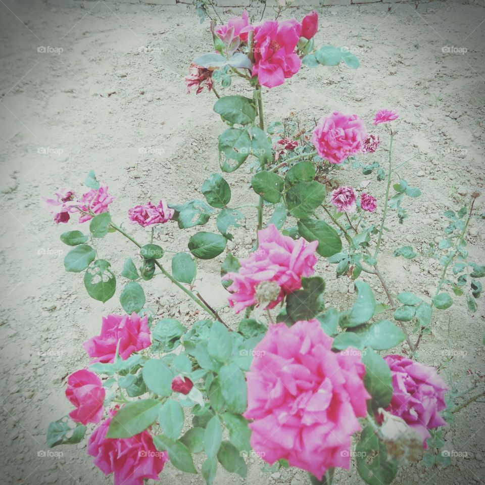 Re rose  flowers