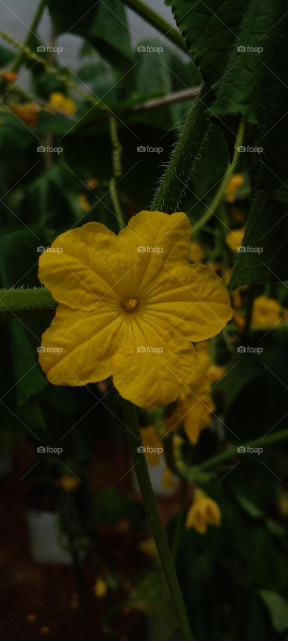 naturelove, yellow flower, green, beautiful, colorful, drak