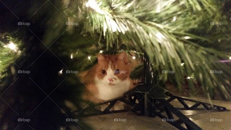 Christmas cat. Arthur checking out the tree.