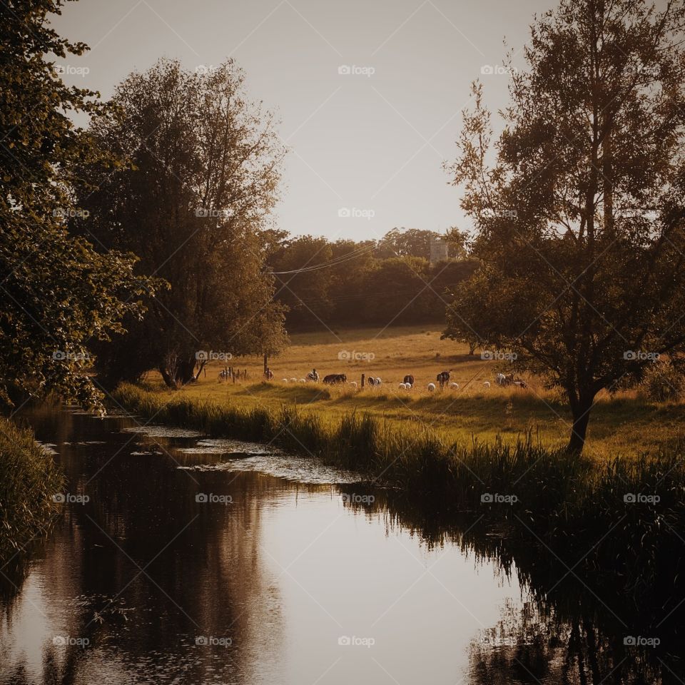 No Person, Landscape, Tree, Water, Reflection