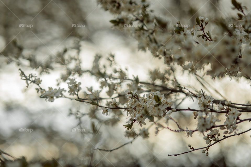 Cherry tree blossom 