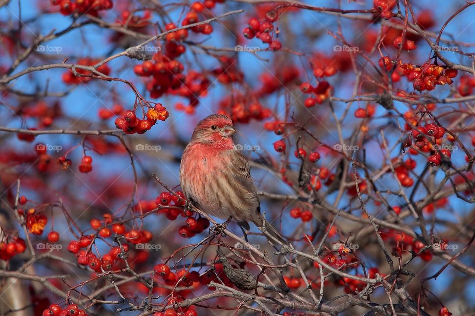 red finch