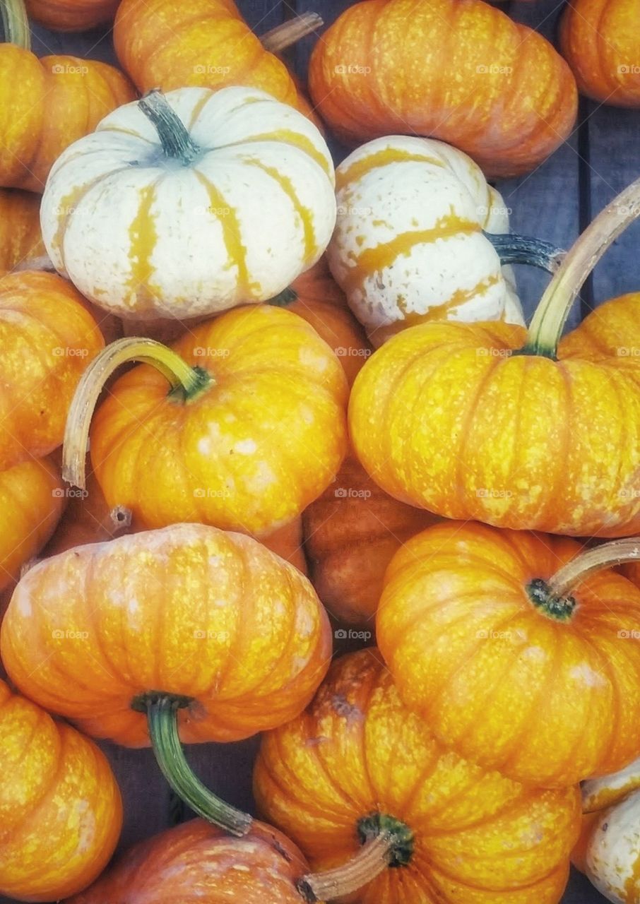 A bunch of small orange and white pumpkins to be used during Autumn and Thanksgiving season.