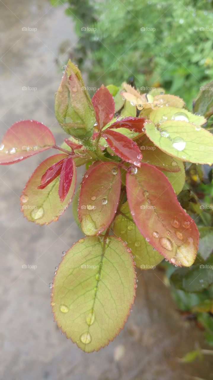 Rose leaf 😊