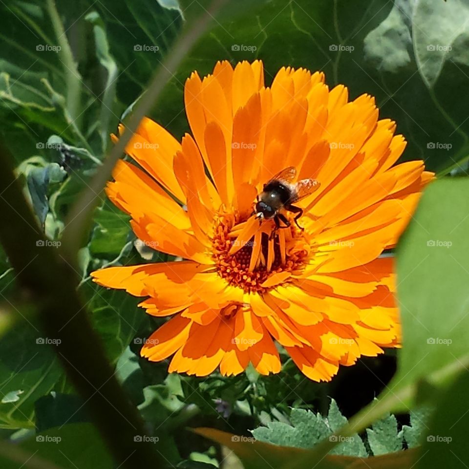 Bee pollinating on flower