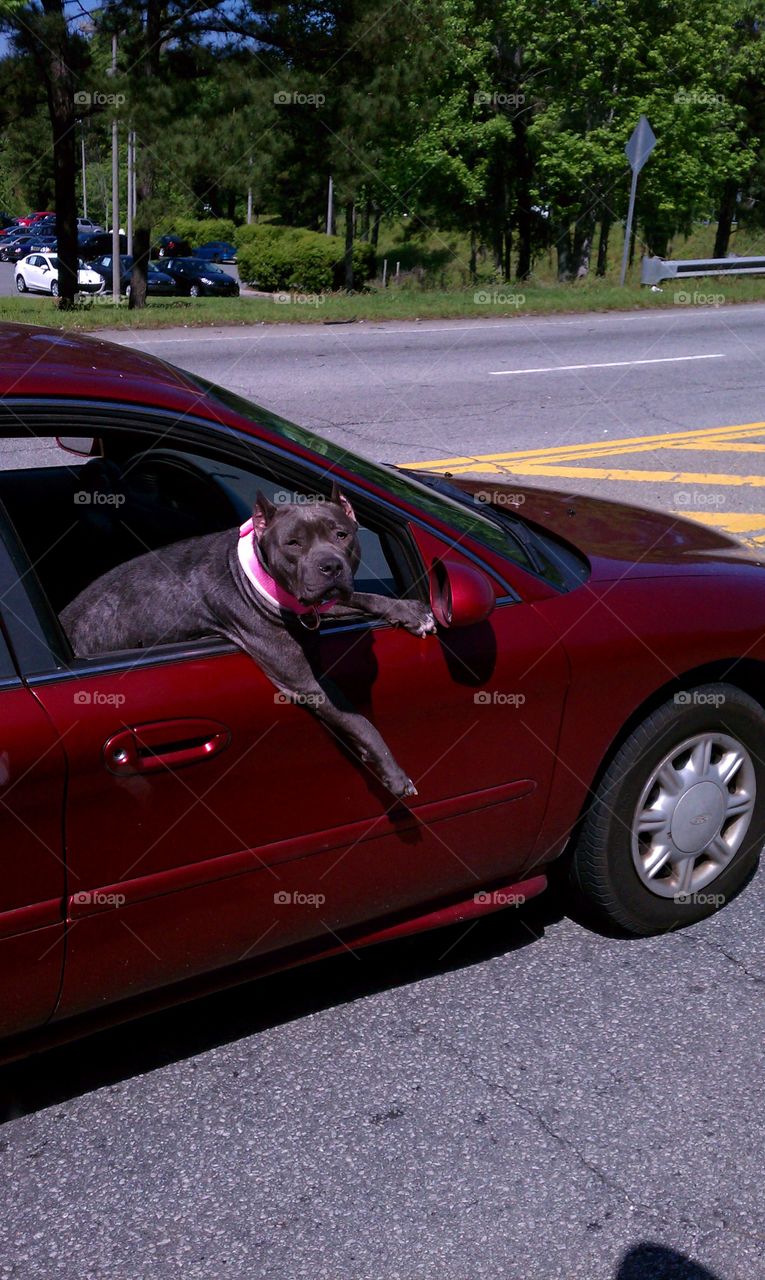 Cool dog cruising for chick's . I saw this driving down the street