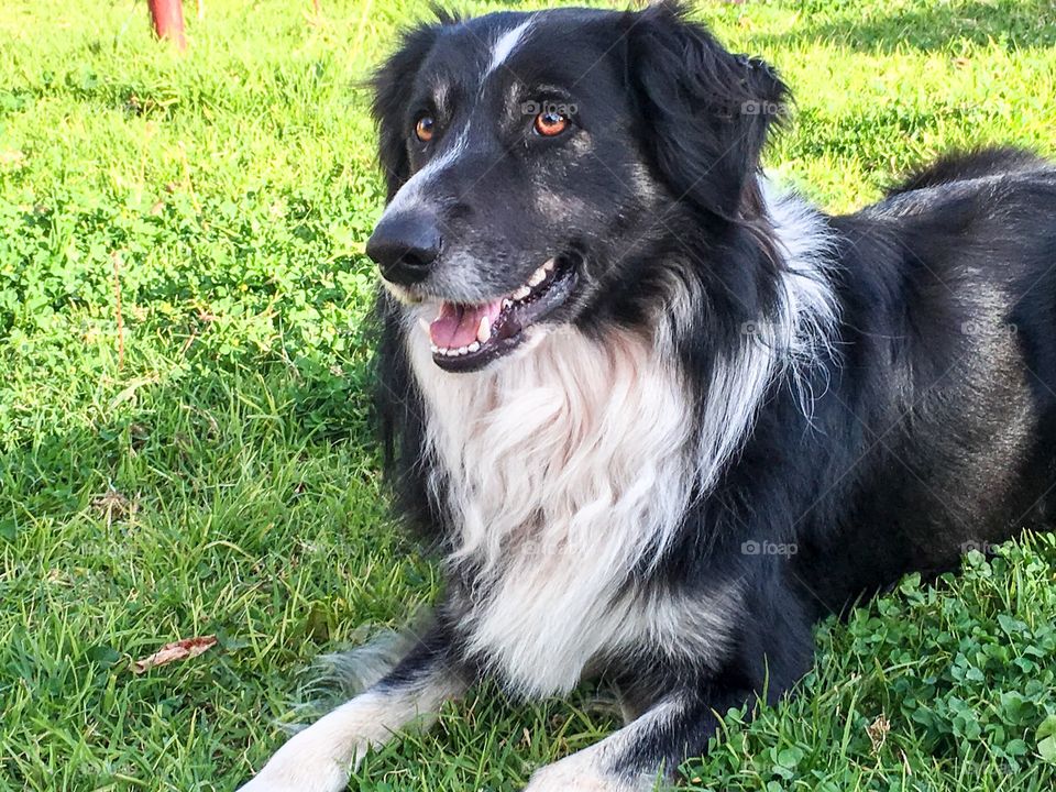 Happy smiling grinning order collie sheepdog