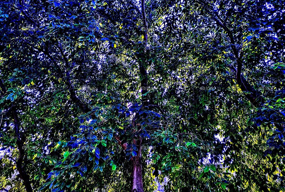 Tree leaves in daylight