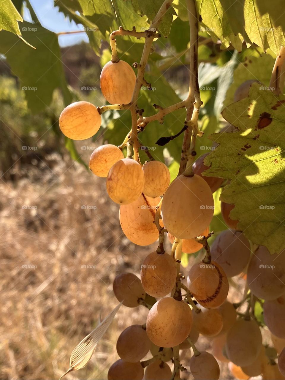 Ripe grapes in sunshine 