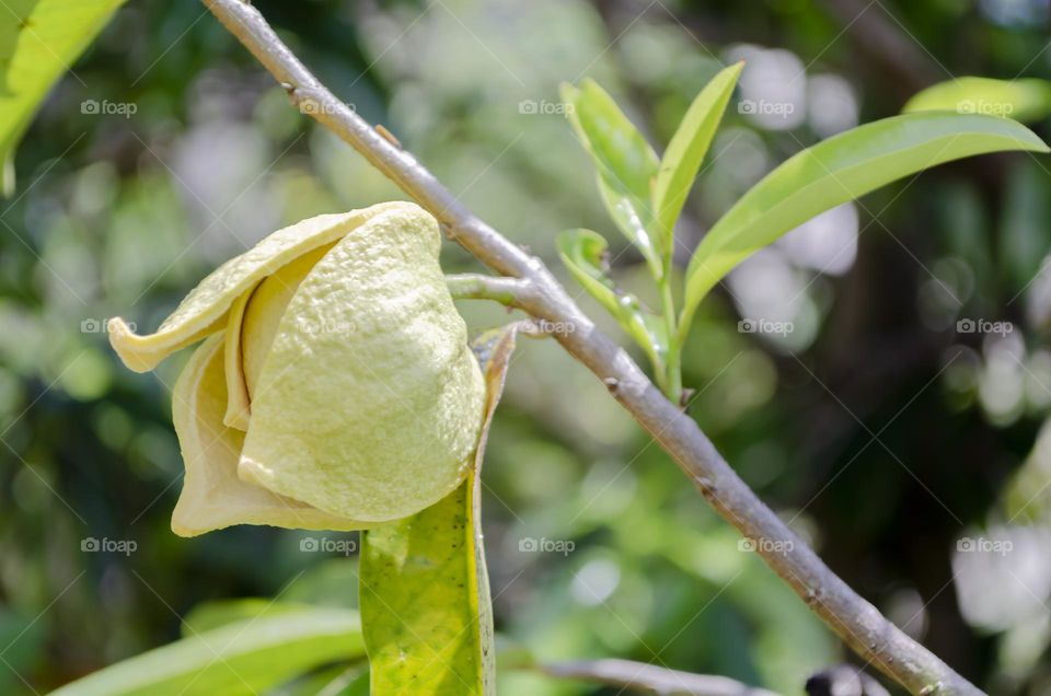 The Blossom Of Mountain Sop