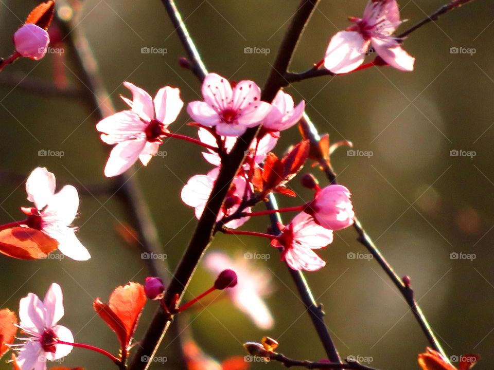 flowers