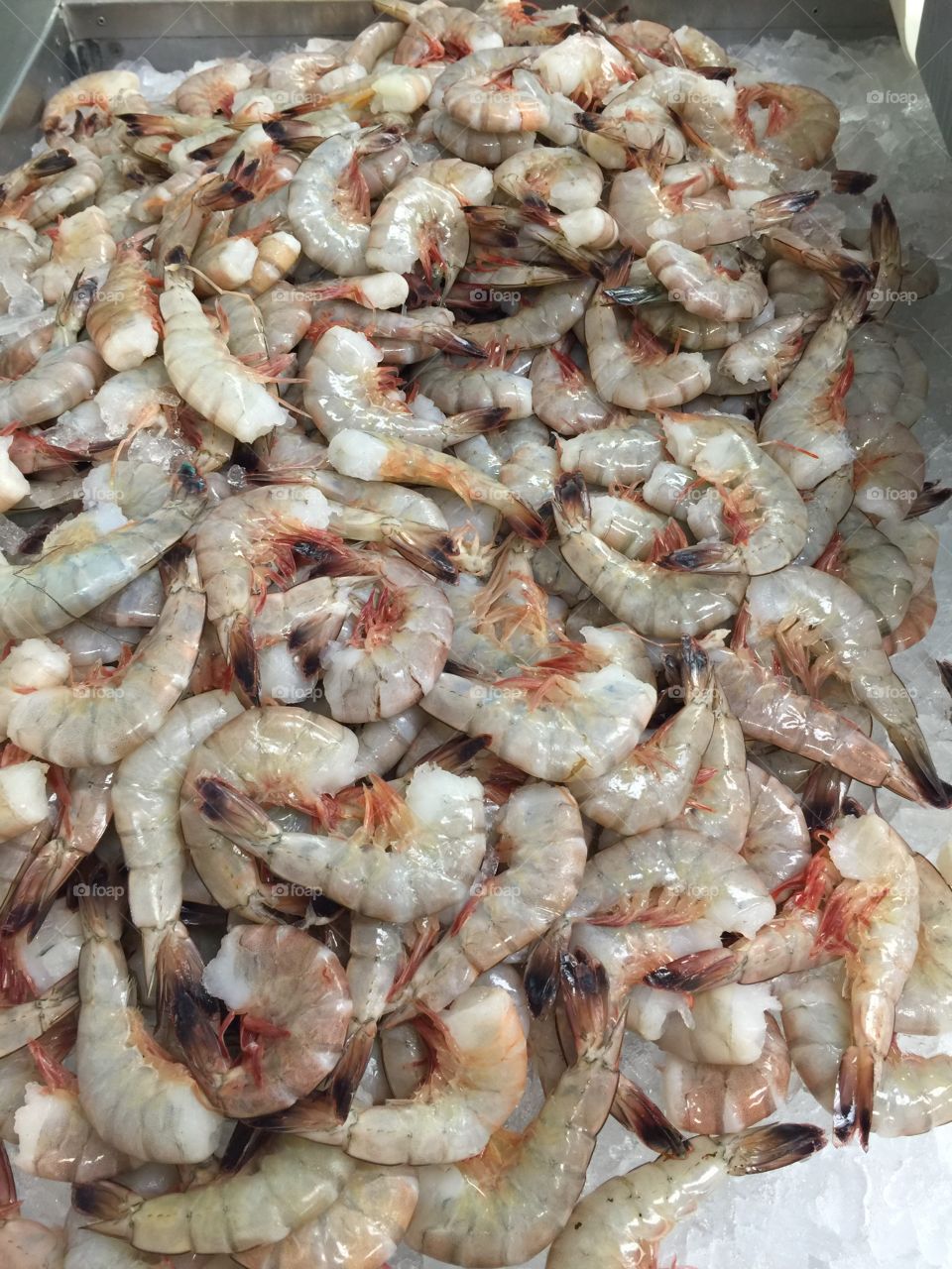 Fresh Shrimp