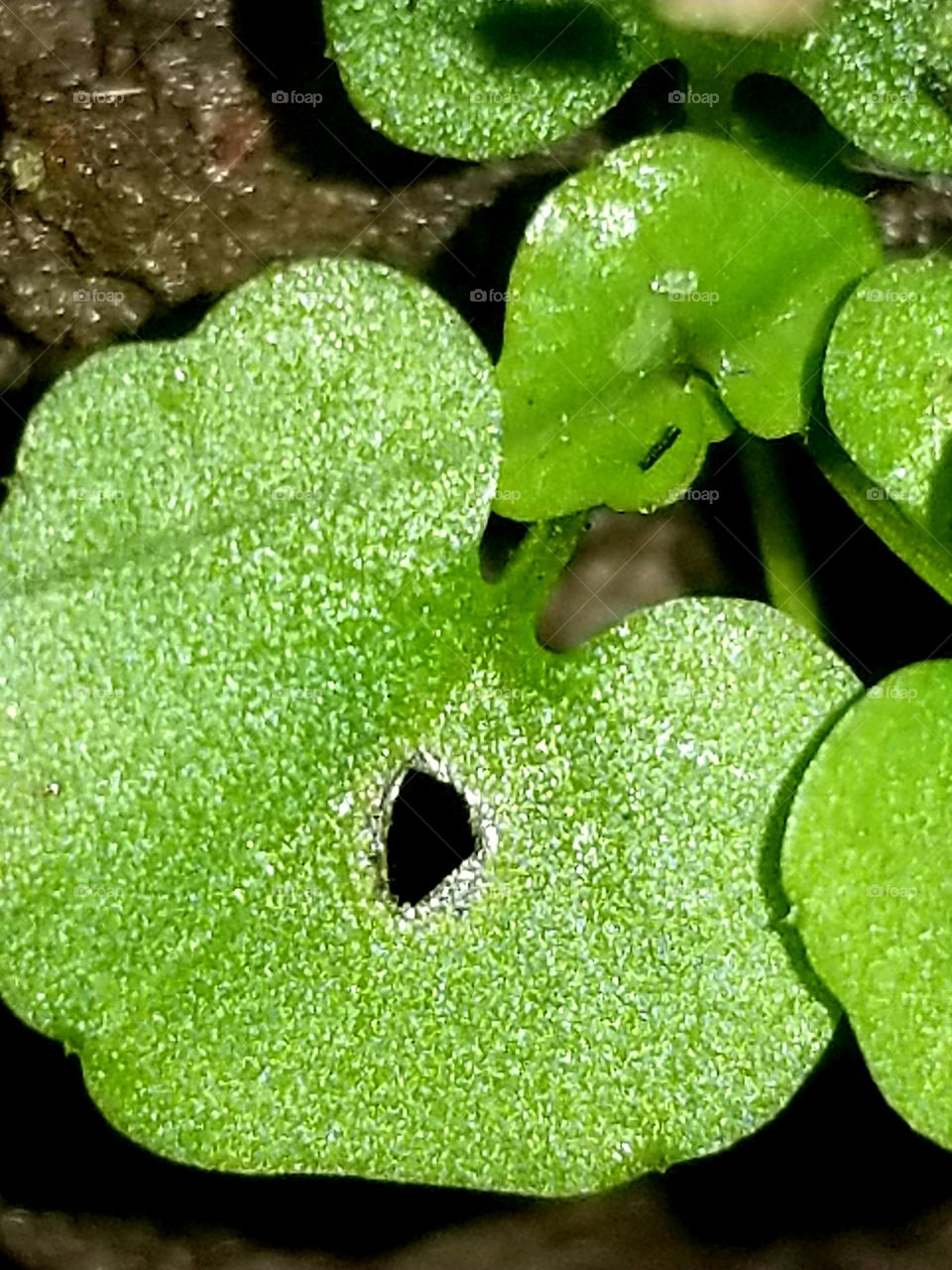 Something about it between a sidewalk crack