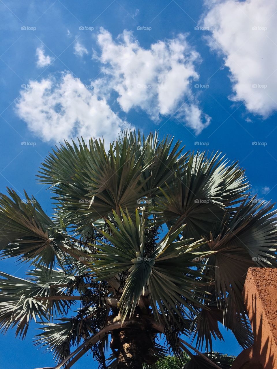 Palms tree/ Palmeras 