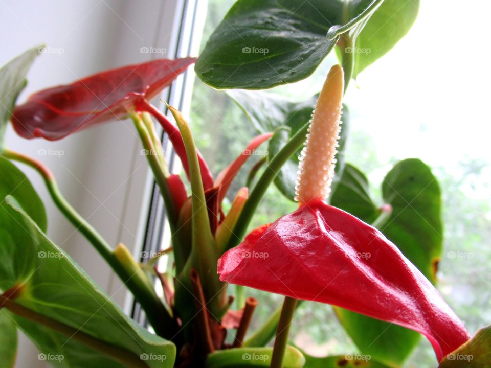 anthurium blooms on my windowsill