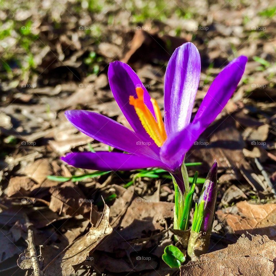 Crocus